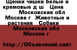 Щенки чишки белые и кремовые д/ш › Цена ­ 10 000 - Московская обл., Москва г. Животные и растения » Собаки   . Московская обл.,Москва г.